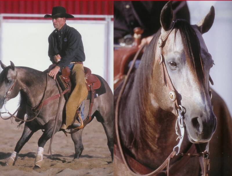 Amando Pistolero Cutting Horse Stallion