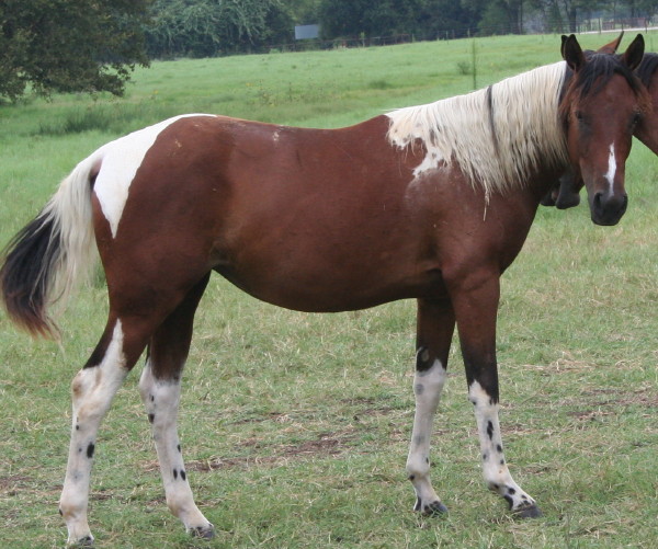 07 color me smart filly