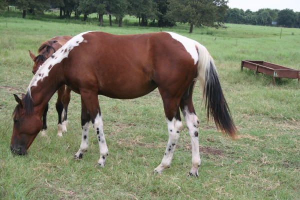 07 color me smart filly