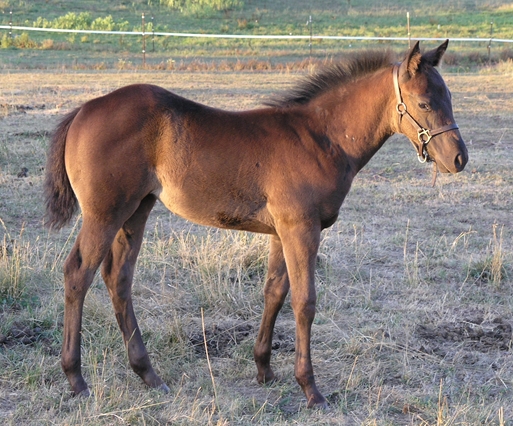 Lenas Midnight Oil black filly