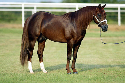 Ahocuspocuscat Cutting Horse Stallion