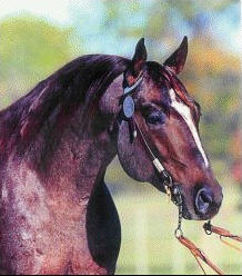 Boons Millieum Cutting Horse Stallion