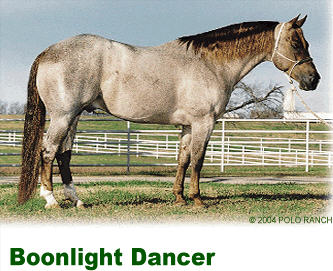 Boonlight Dancer Cutting Horse Stallion