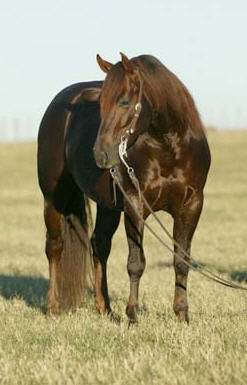 Cutting Horse Bobs Freckle